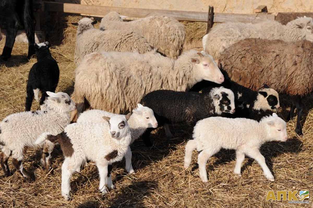 Куплю овец ягнят. Овца с ягненком. Сакманы для овец. Бараны и овцы. Разные бараны.