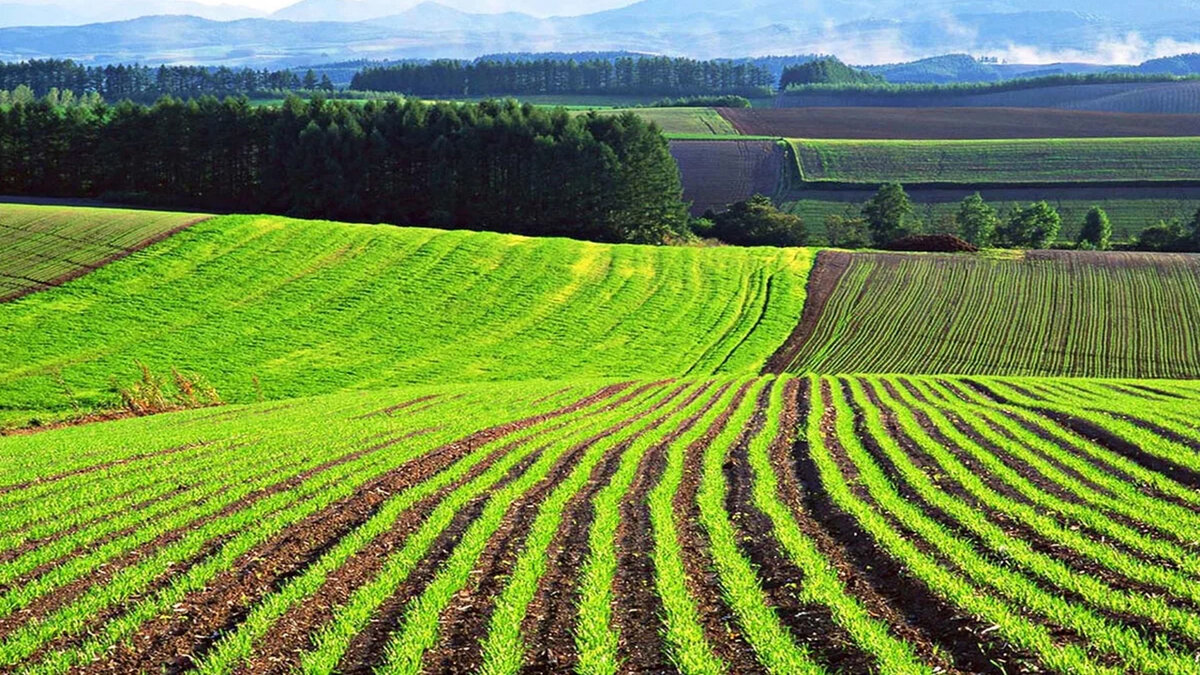 Земли сельскохозяйственного назначения фото